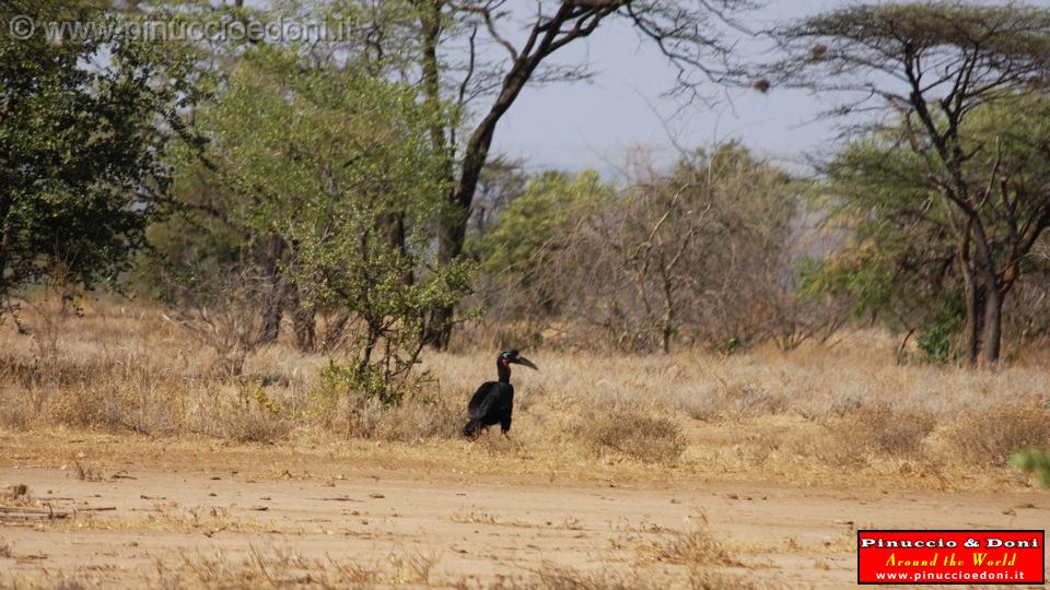 Ethiopia - 702 - Abyssinian Ground Hornbill.jpg